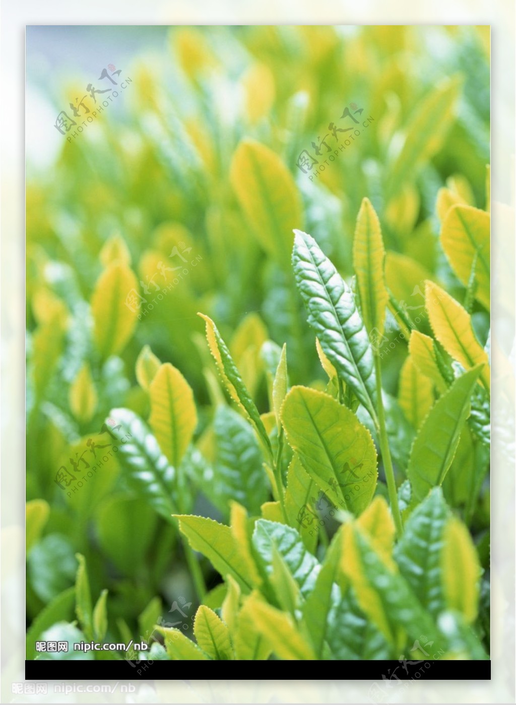 山茶树的生长环境需求 怎么栽培山茶树 - 森林食品