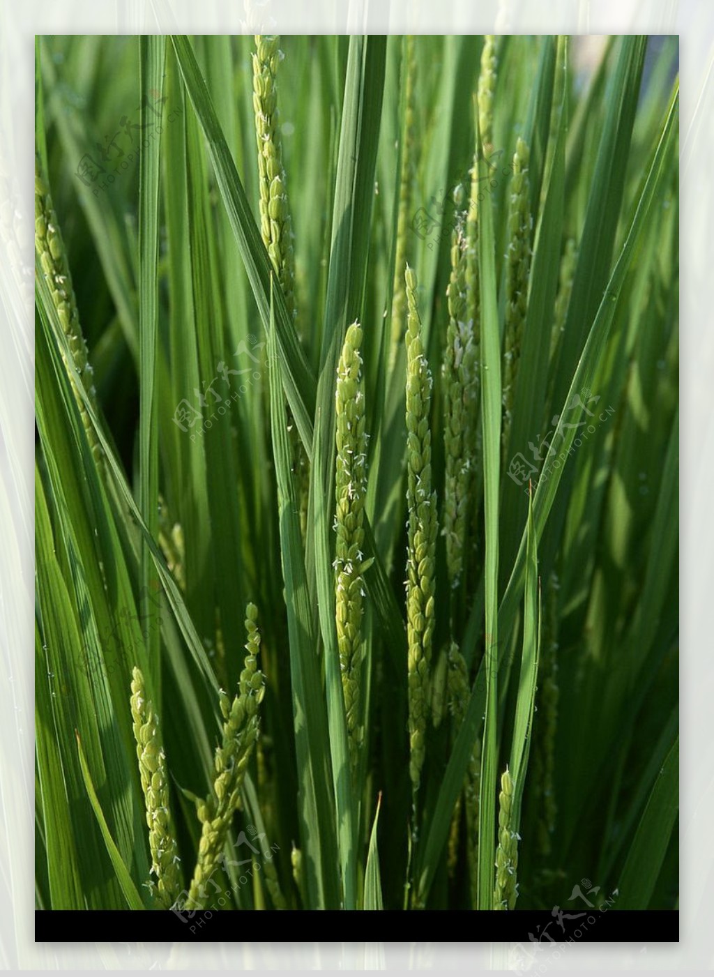 禾苗绿稻图片