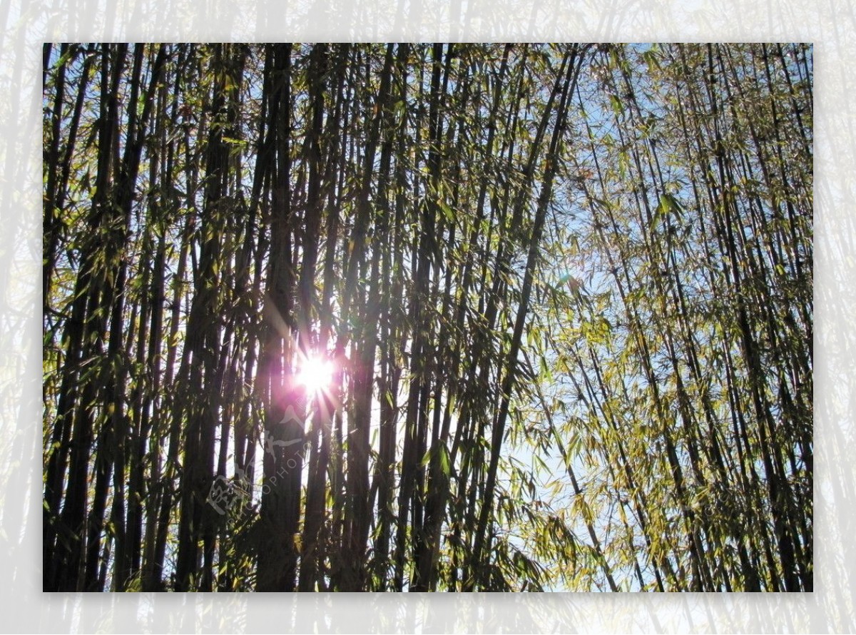 沐浴在阳光下的竹林图片