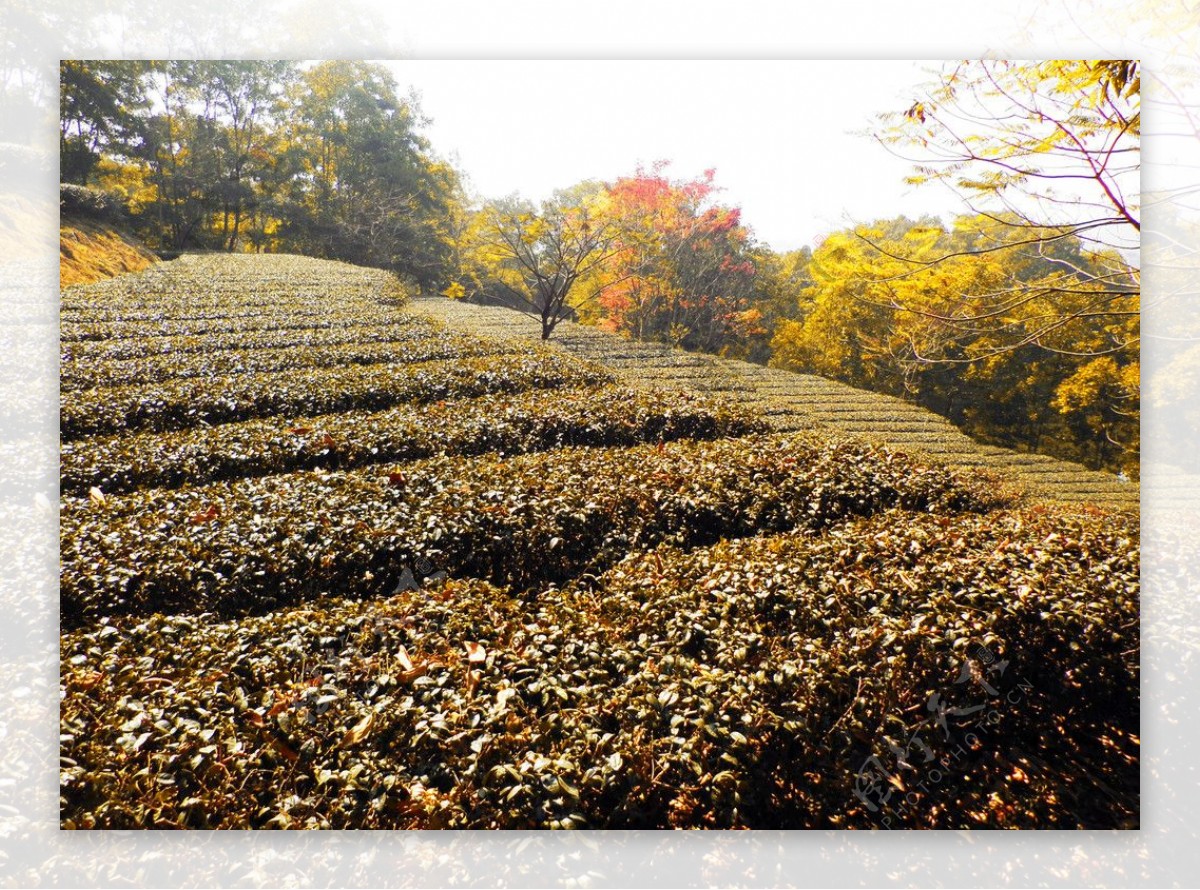 茶园秋色图片