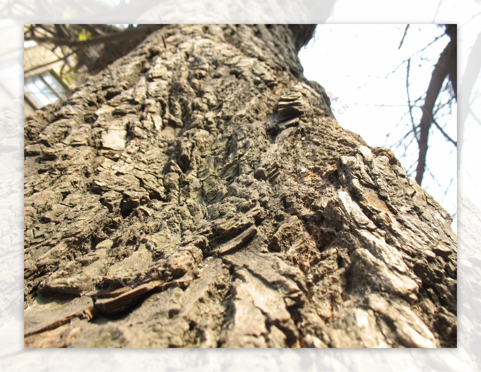 木纹树的肌理图片