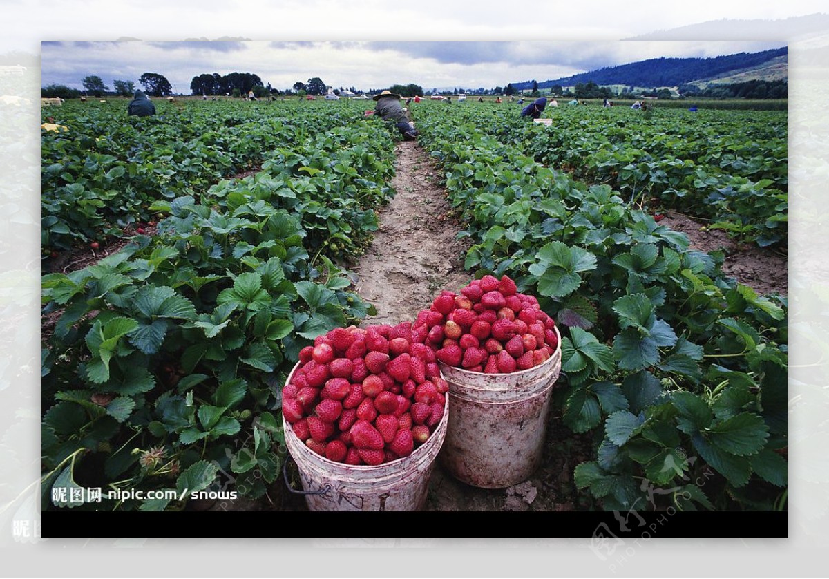 草莓田园草莓田园风光图片