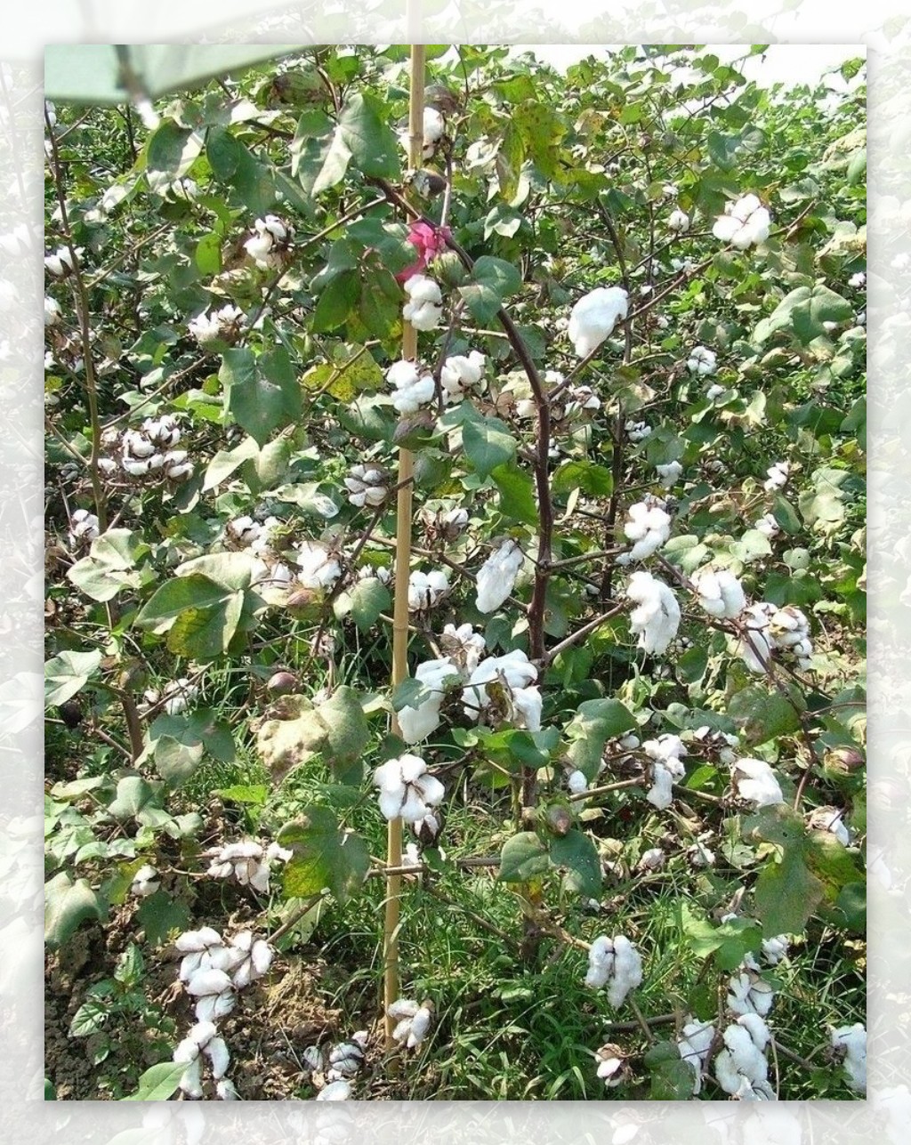 棉花高产质优图片