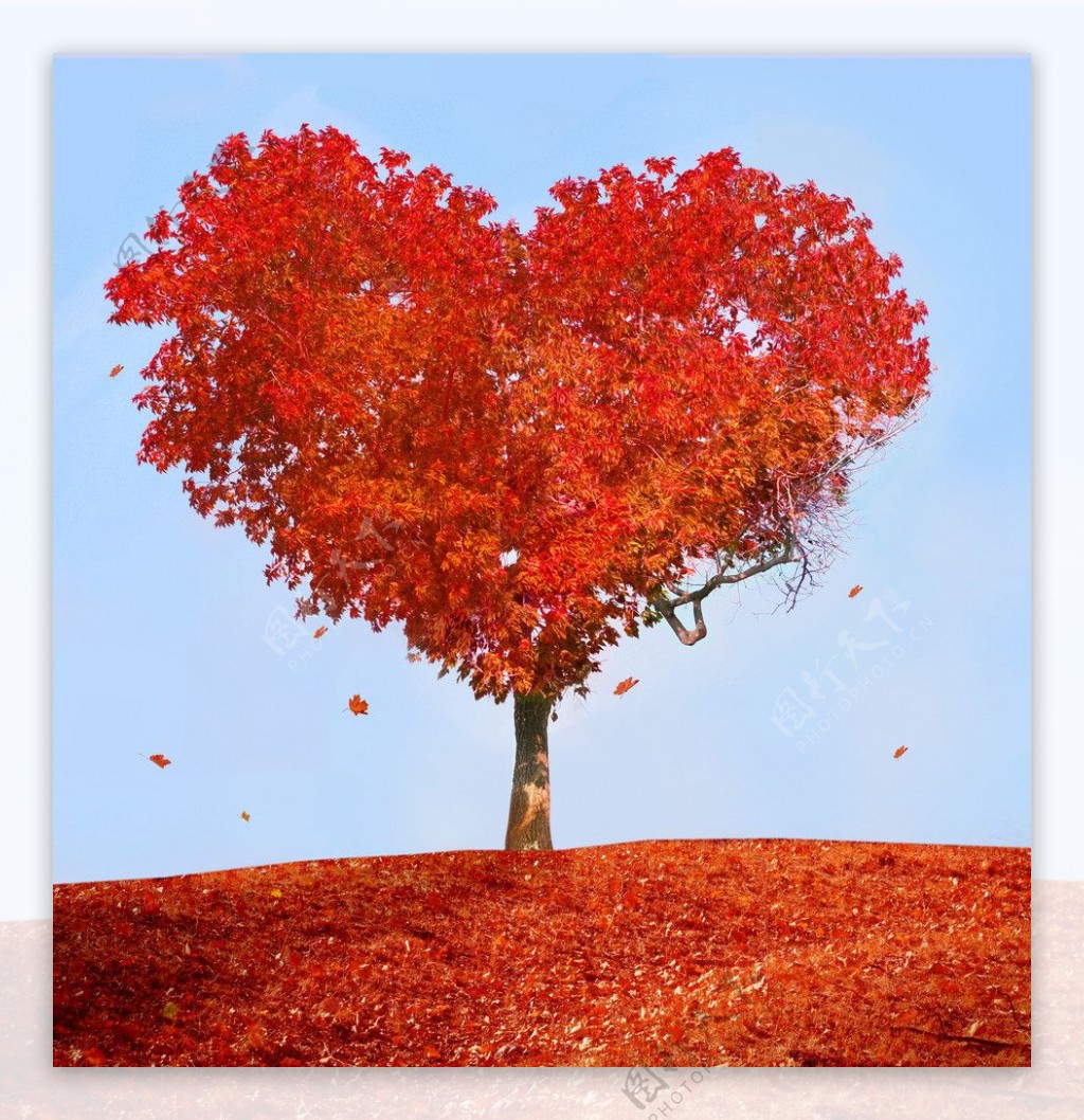 爱情树落叶树图片