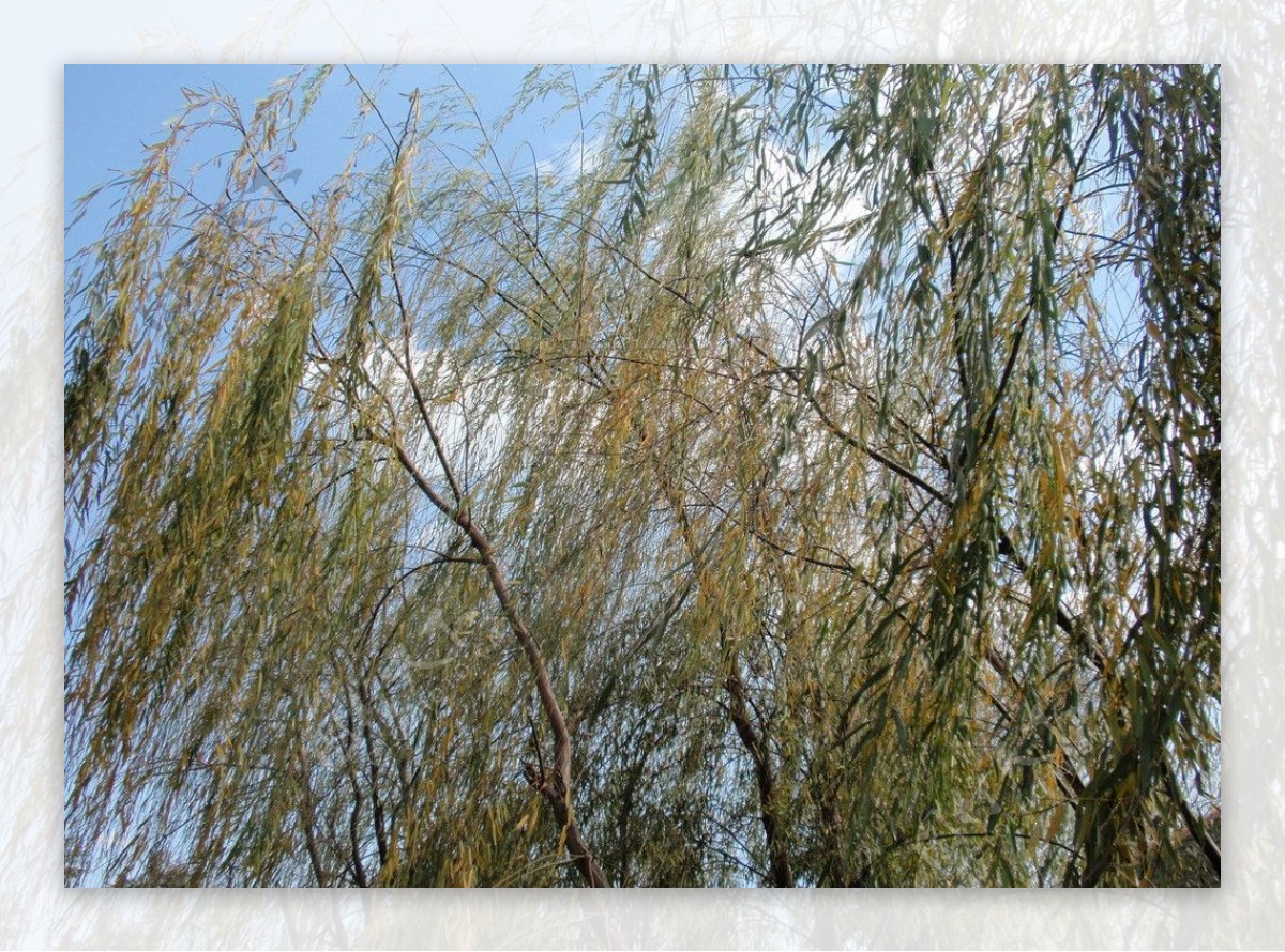 柳林风景图片