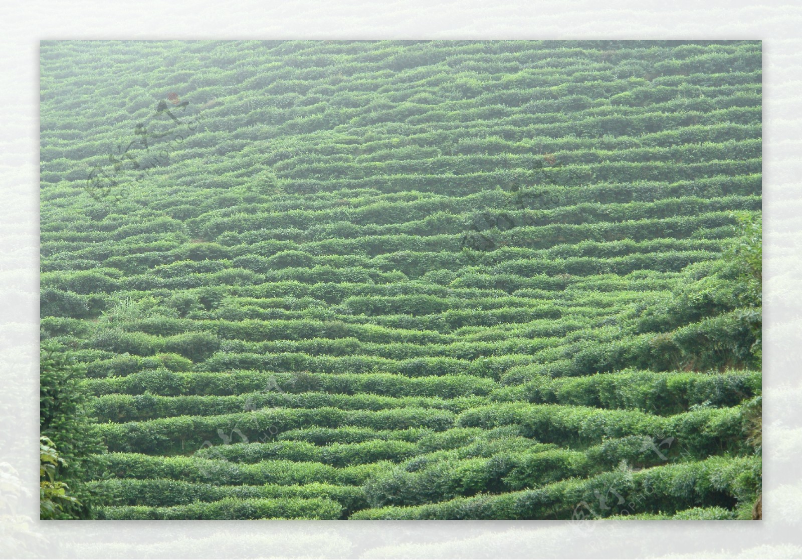 美丽的绿色茶山图片