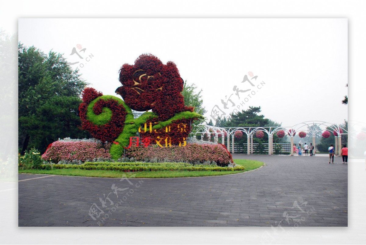 北京植物园月季花节图片