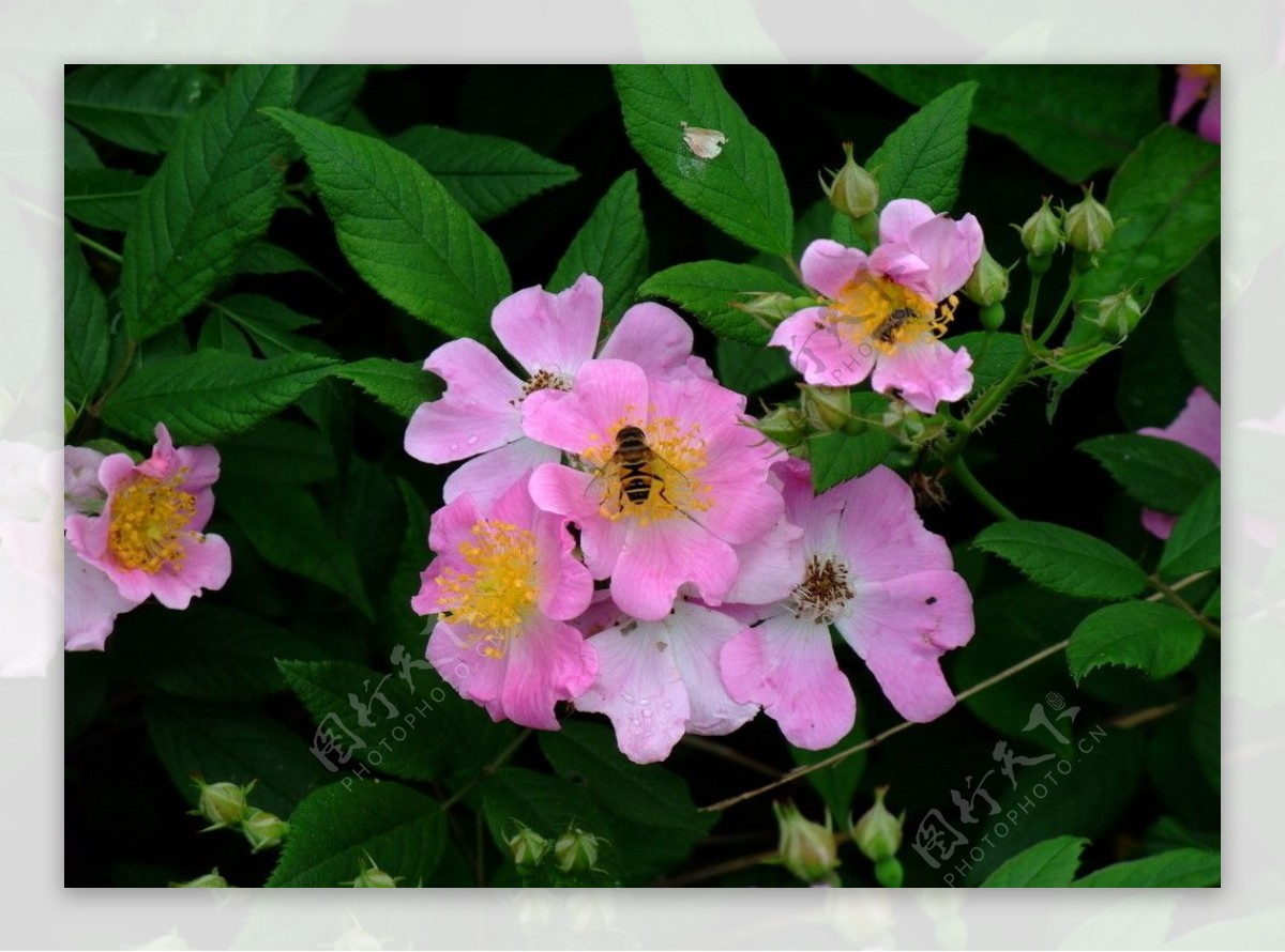 蜂恋花图片