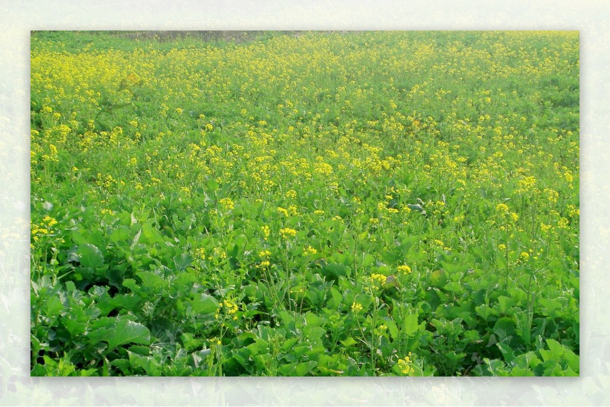 油菜花地图片