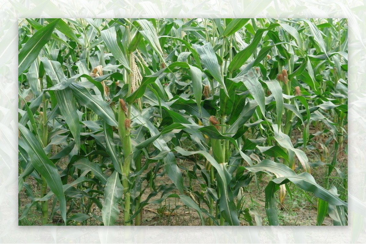 长满玉米的田野图片