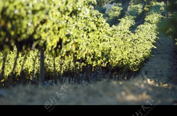葡萄树林图片