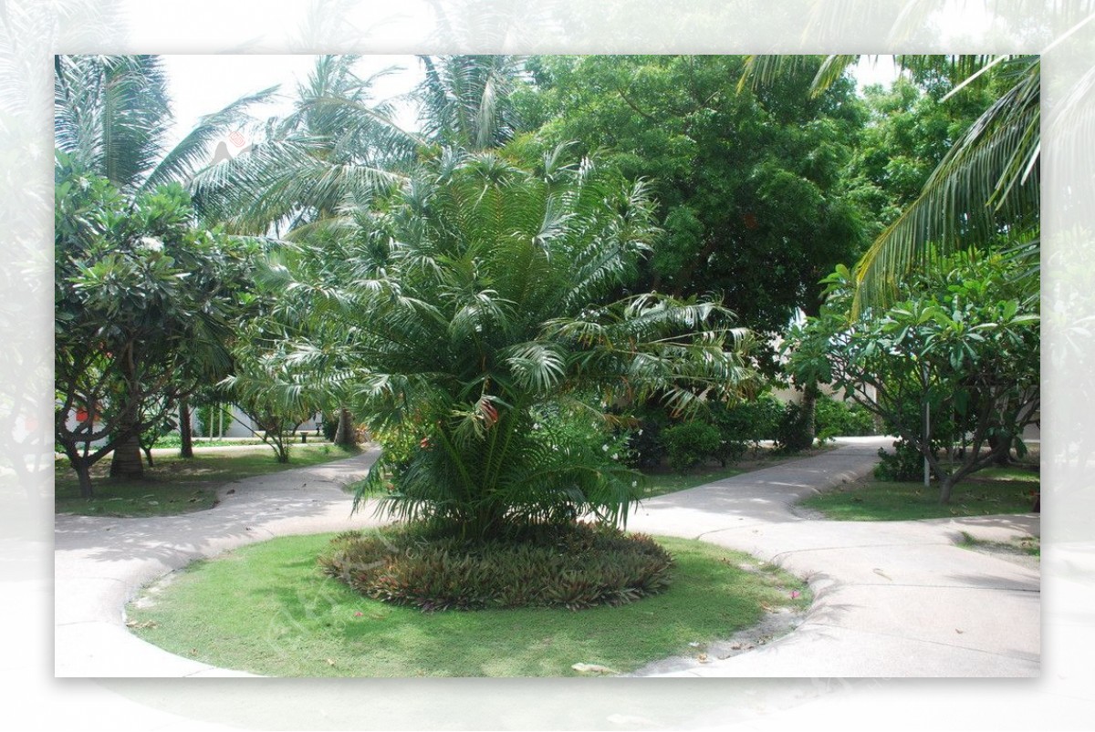 椰子岛图片