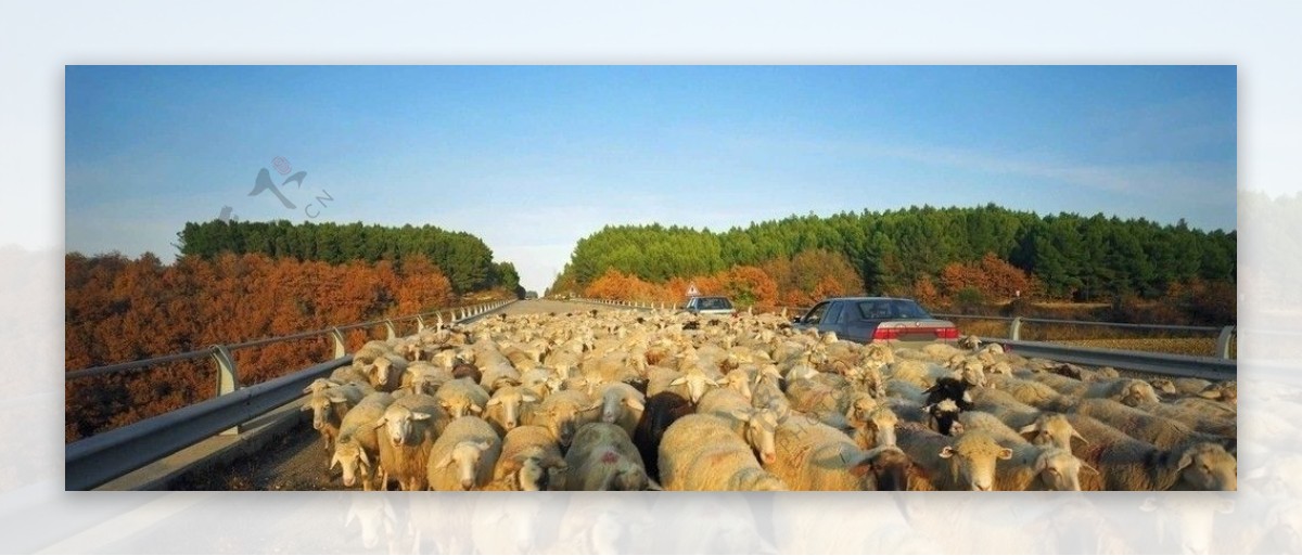 绵羊群图片