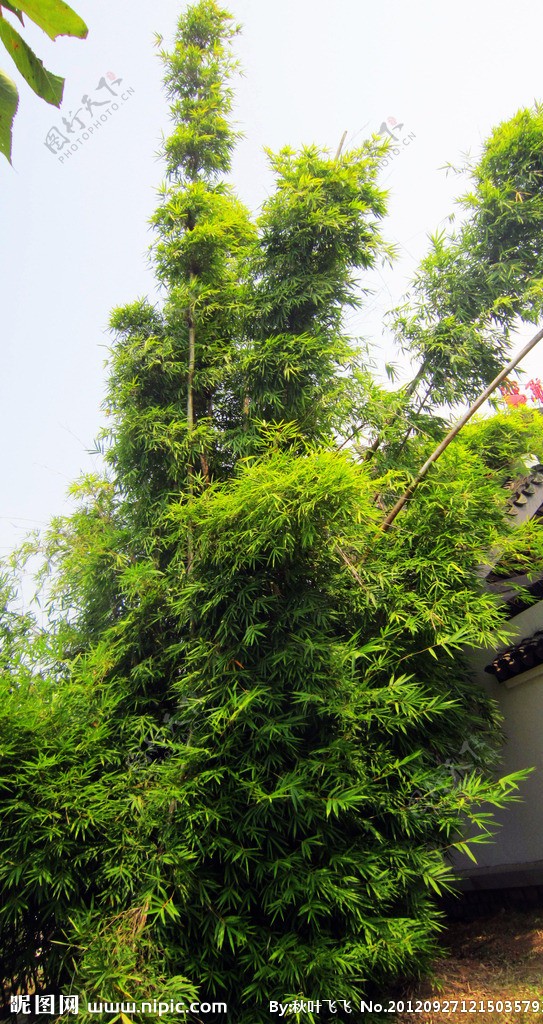 竹子树图片