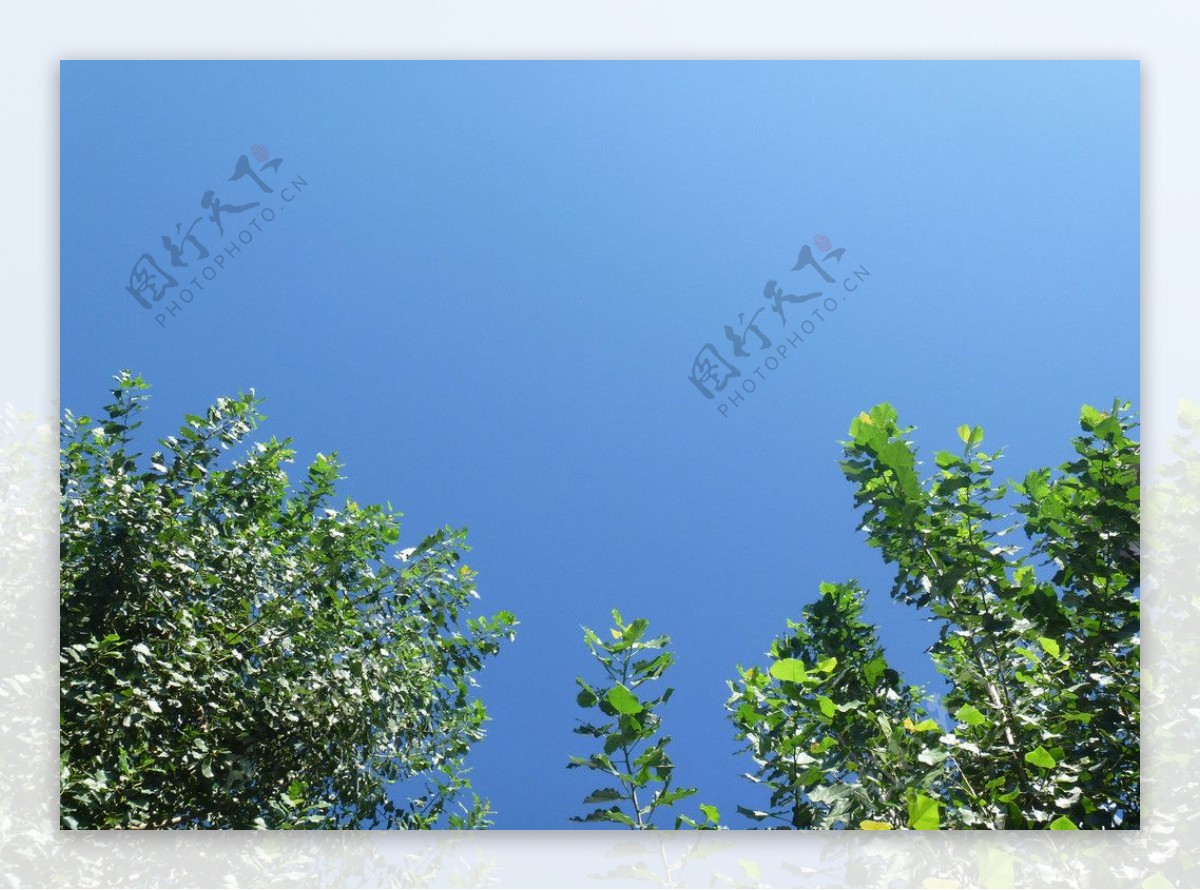 蓝天绿树图片