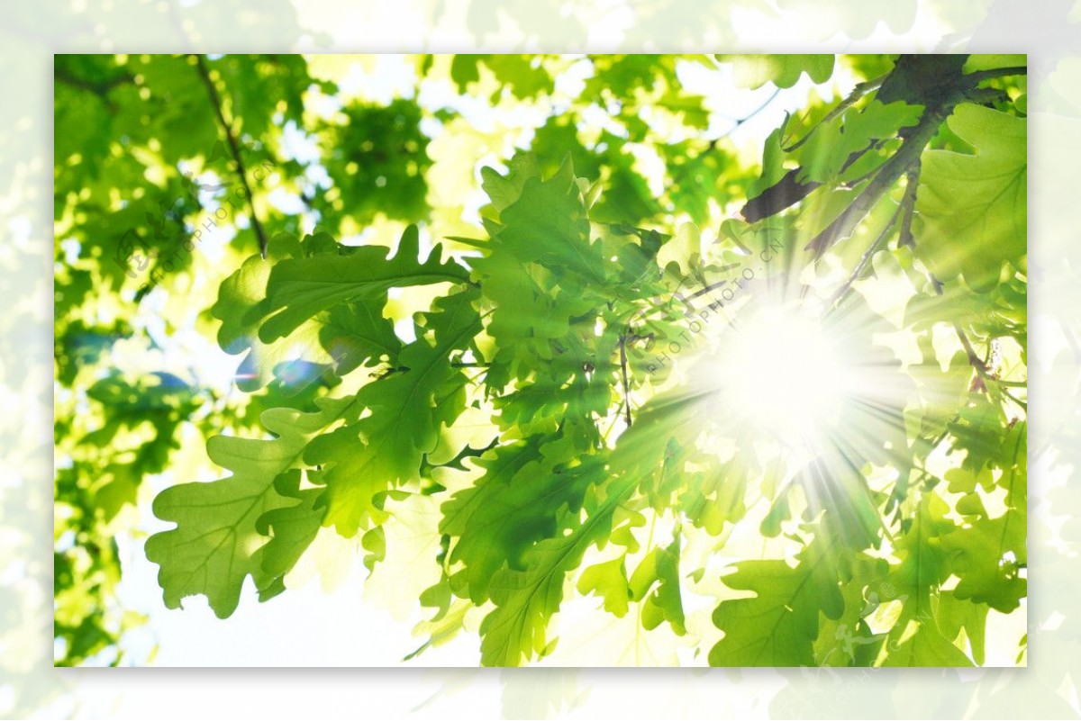 树枝绿叶阳光图片