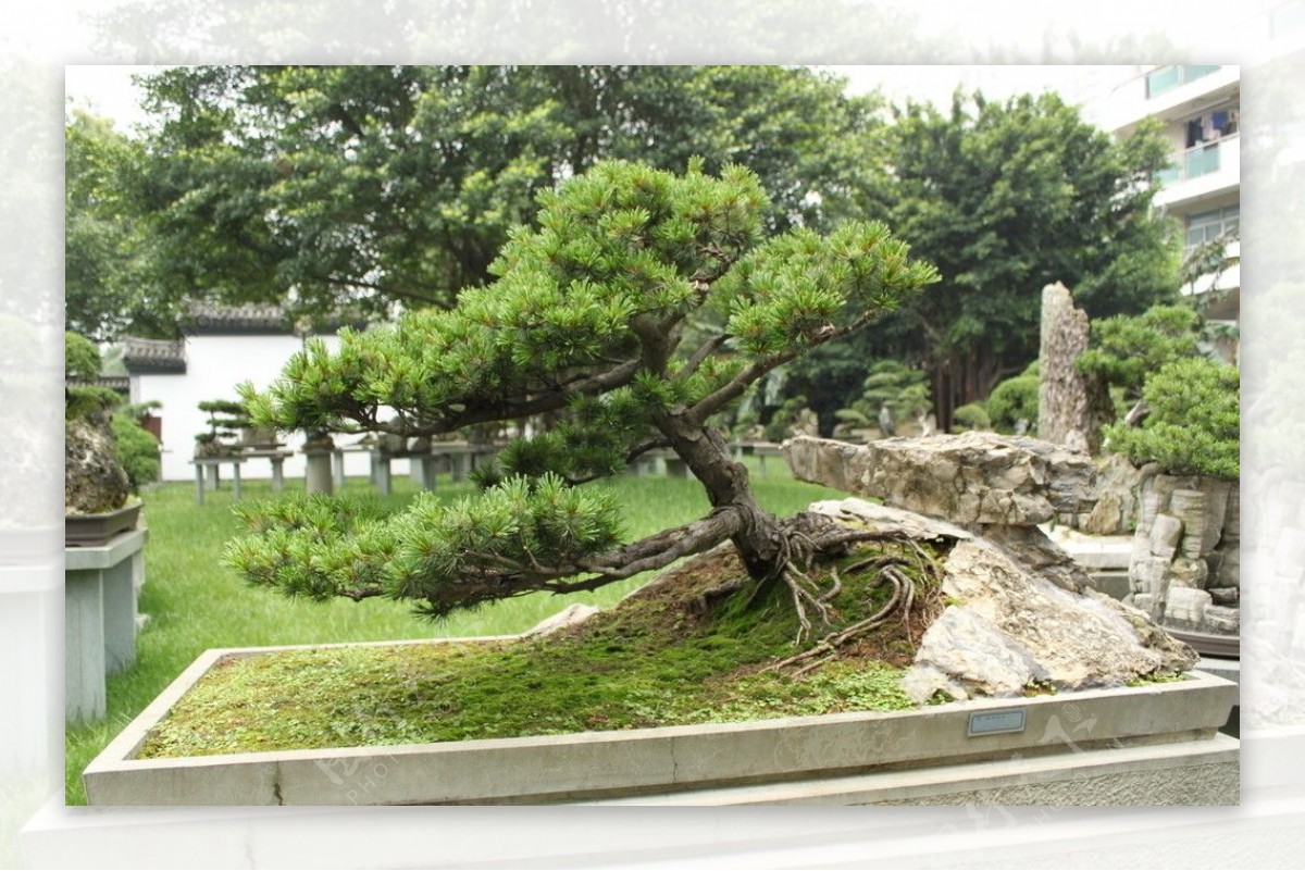 大阪松树石盆景图片