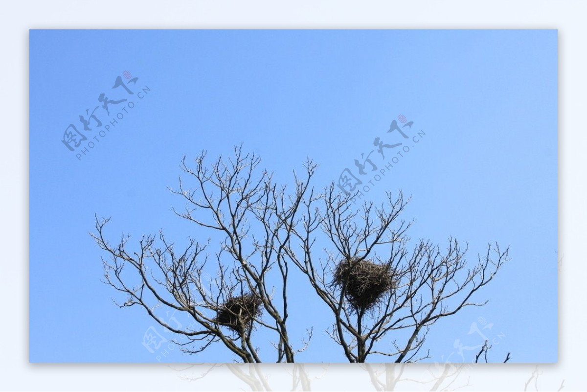 树枝鸟巢图片
