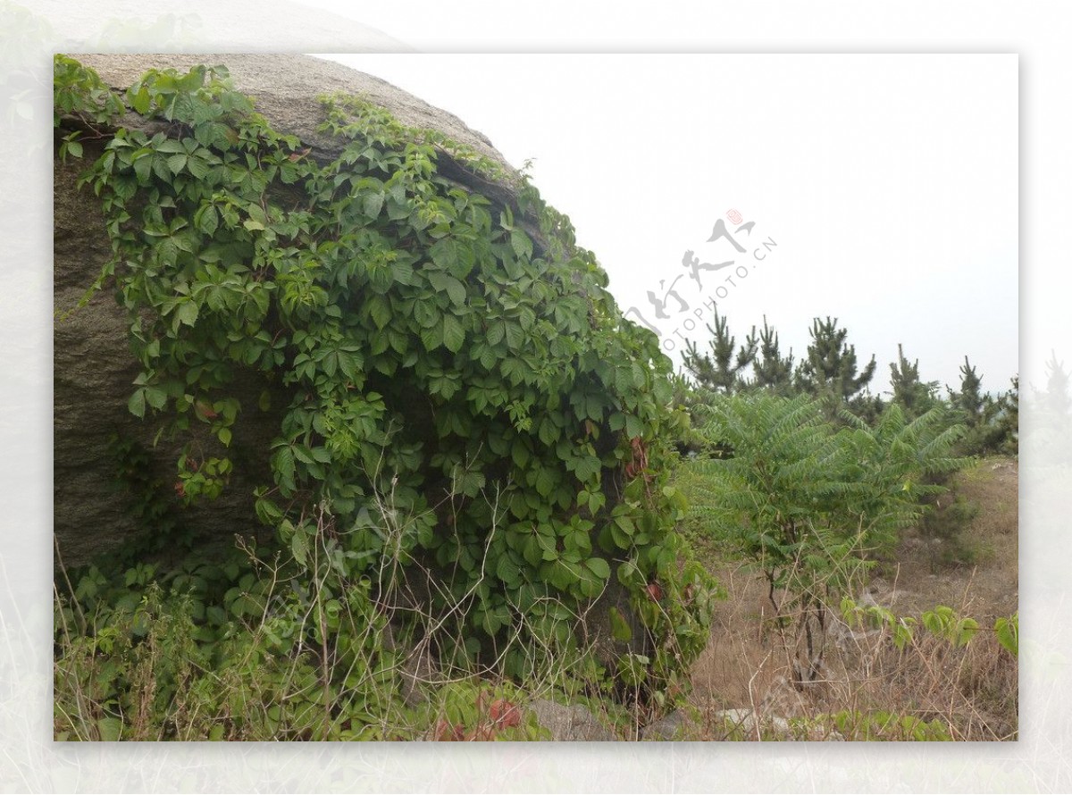 山石绿叶图片