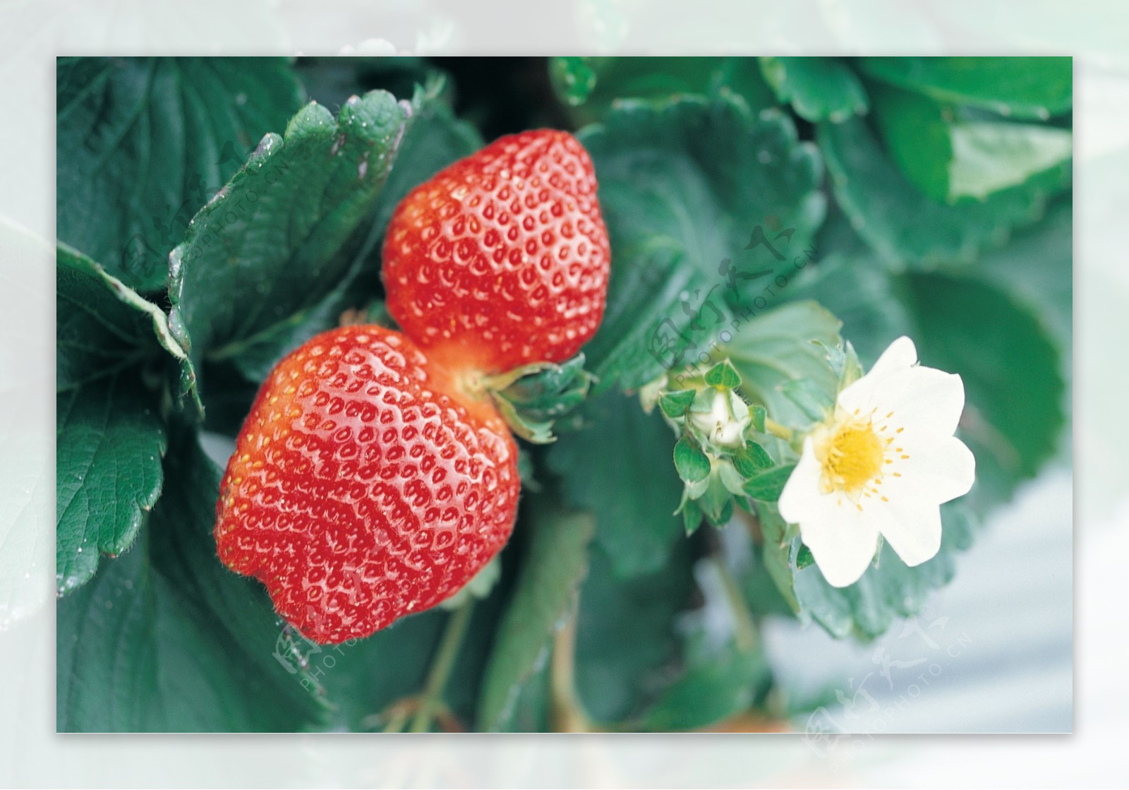 果园的草莓图片