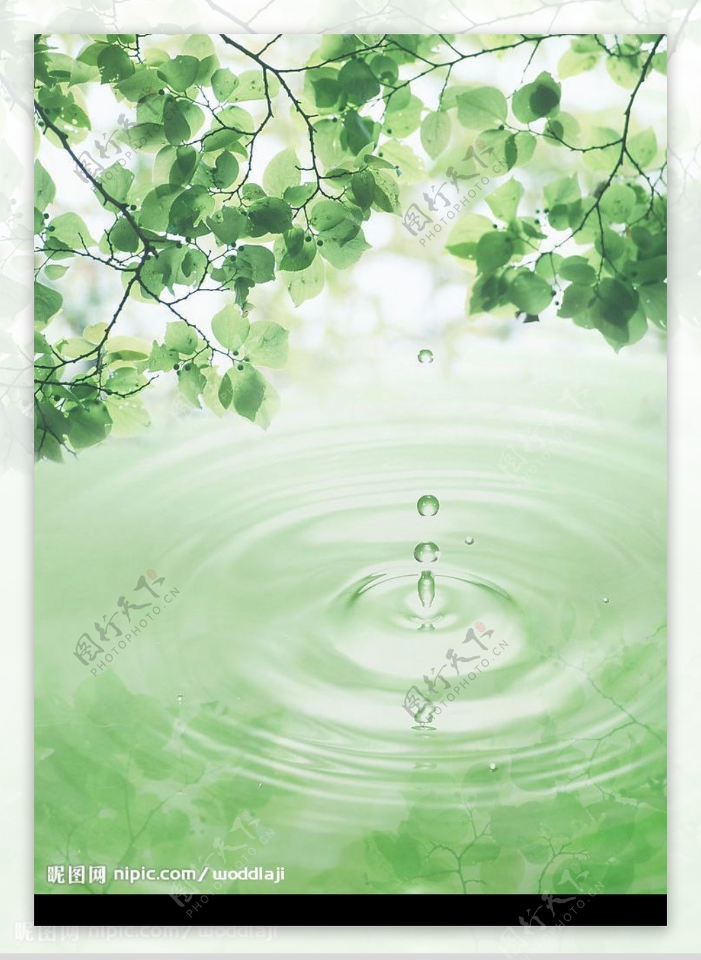 水树叶水滴水纹图片