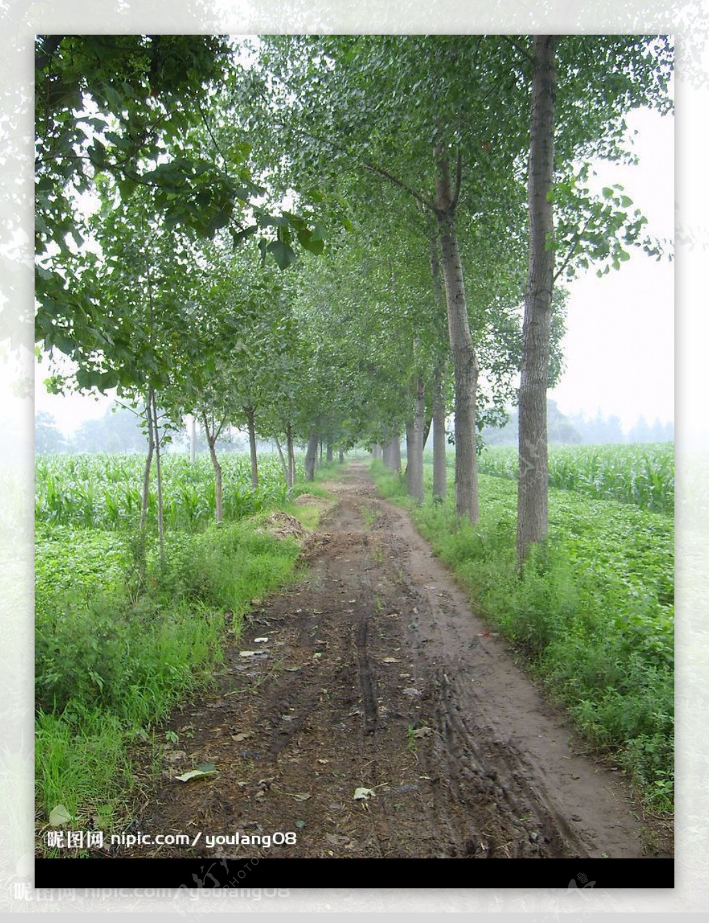 田间林荫路图片