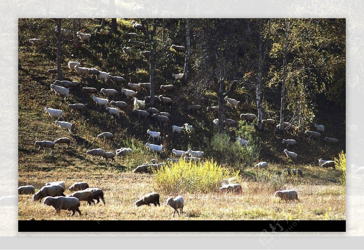 羊群图片