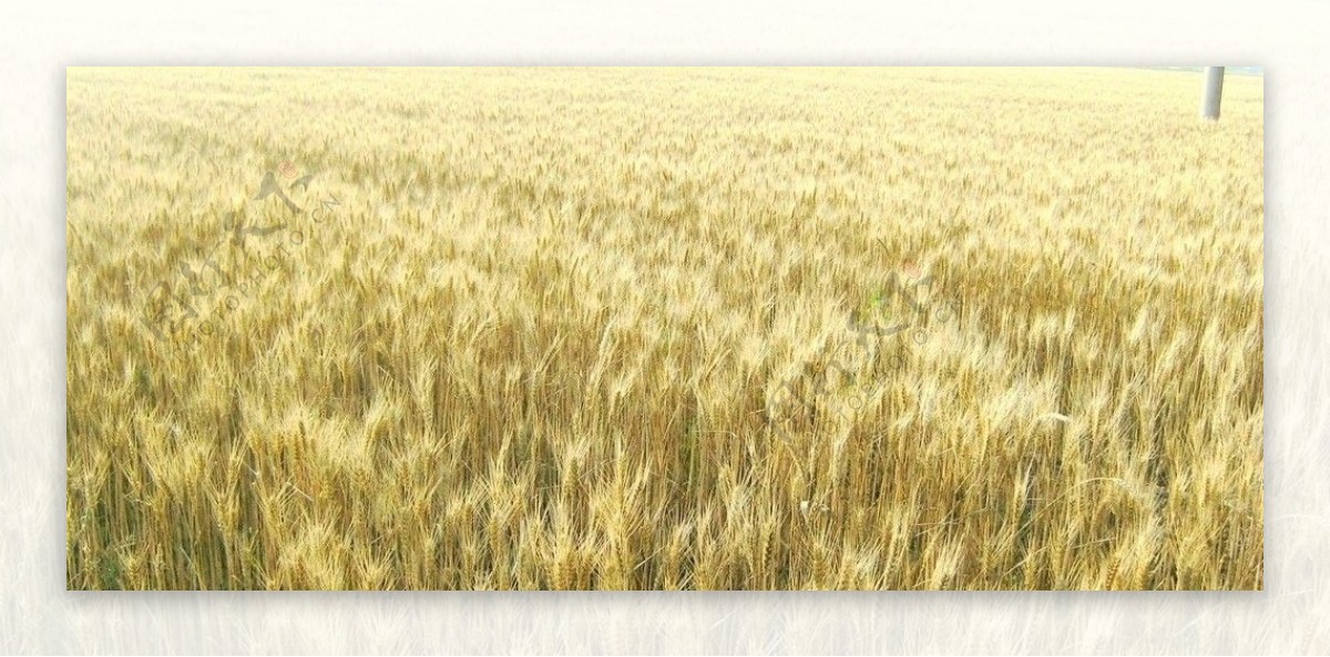 金黄色的麦田图片