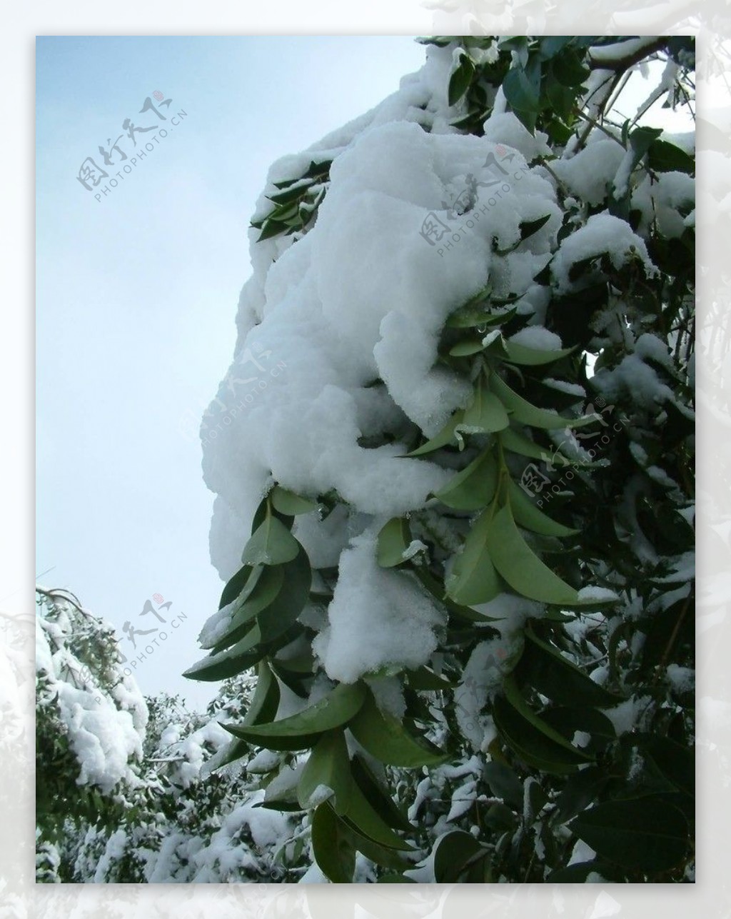 初雪压枝头图片