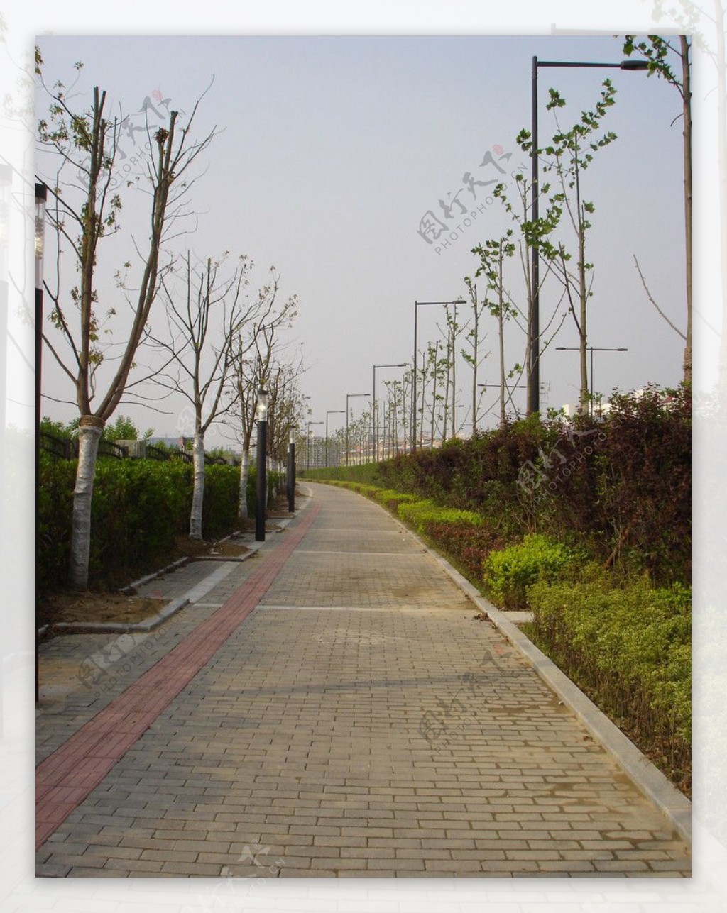 校园周边马路绿化图片