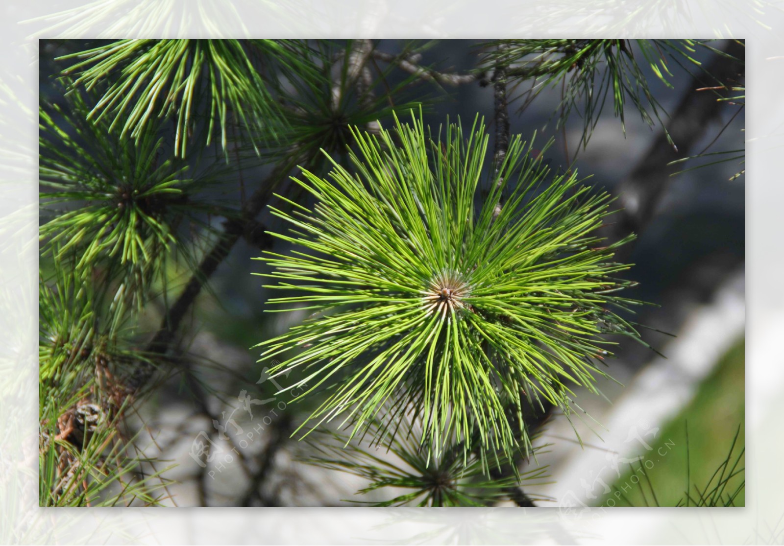 健康的绿色树木在云杉，冷杉和松树森林照片摄影图片_ID:167237769-Veer图库