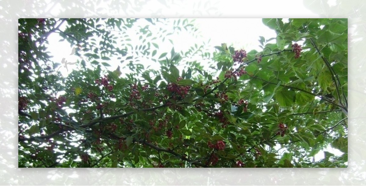 大红袍花椒树图片