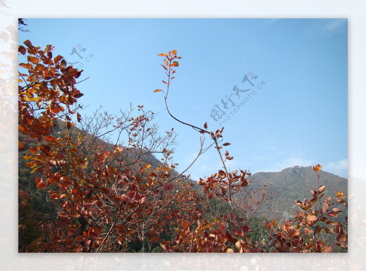 香山红叶特写图片