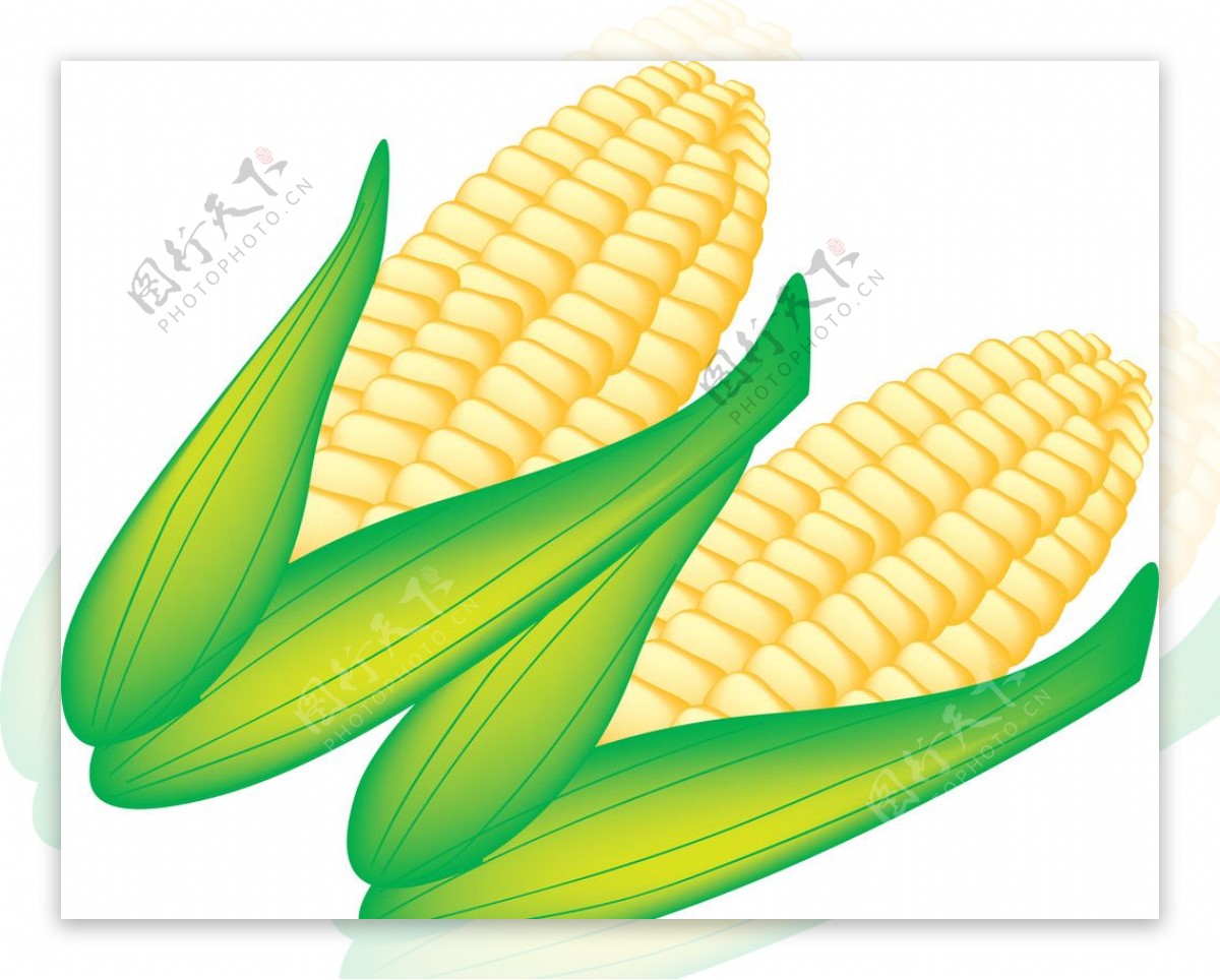 玉米矢量AI图图片