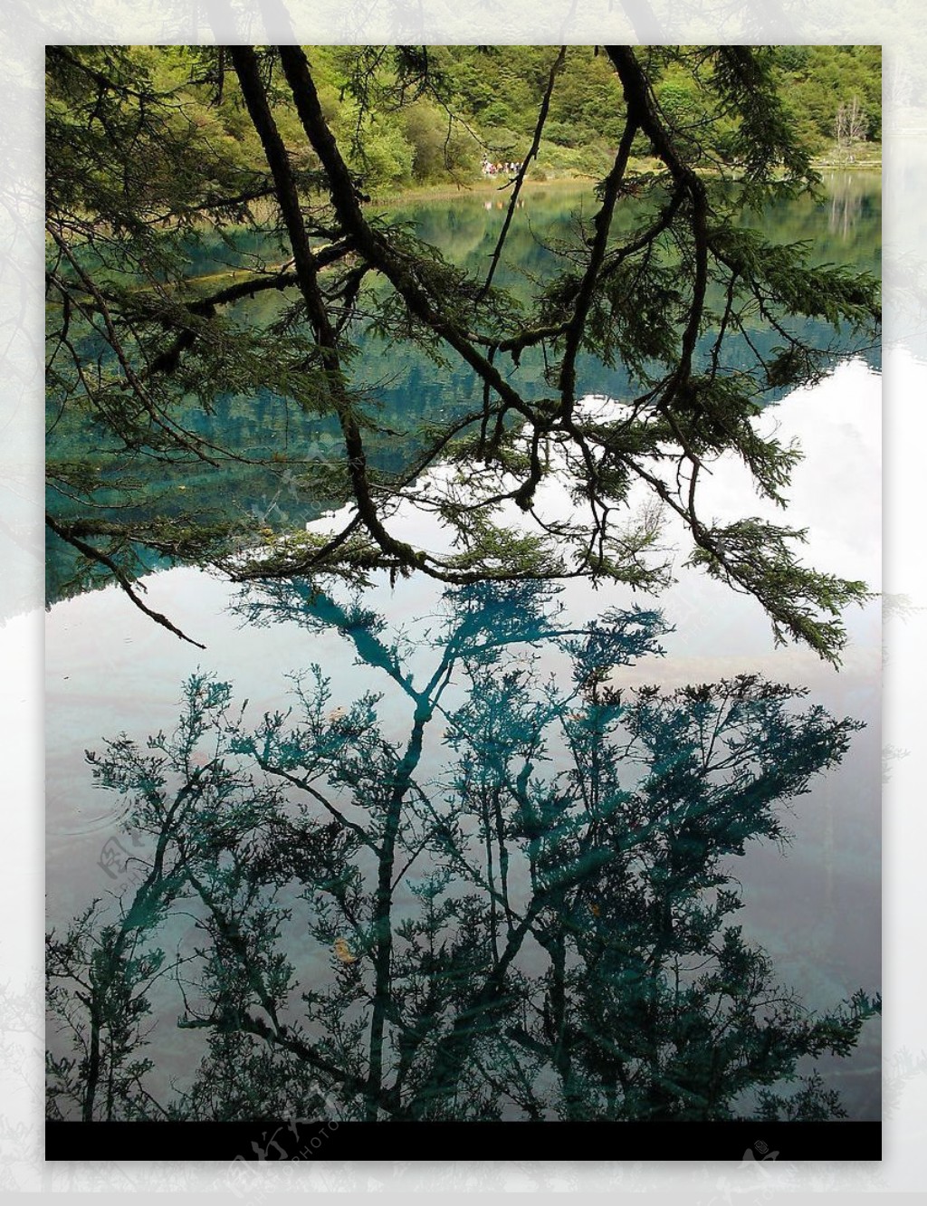 水中影樹之情图片