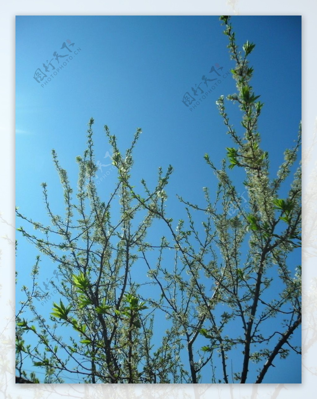 春天的树枝图片