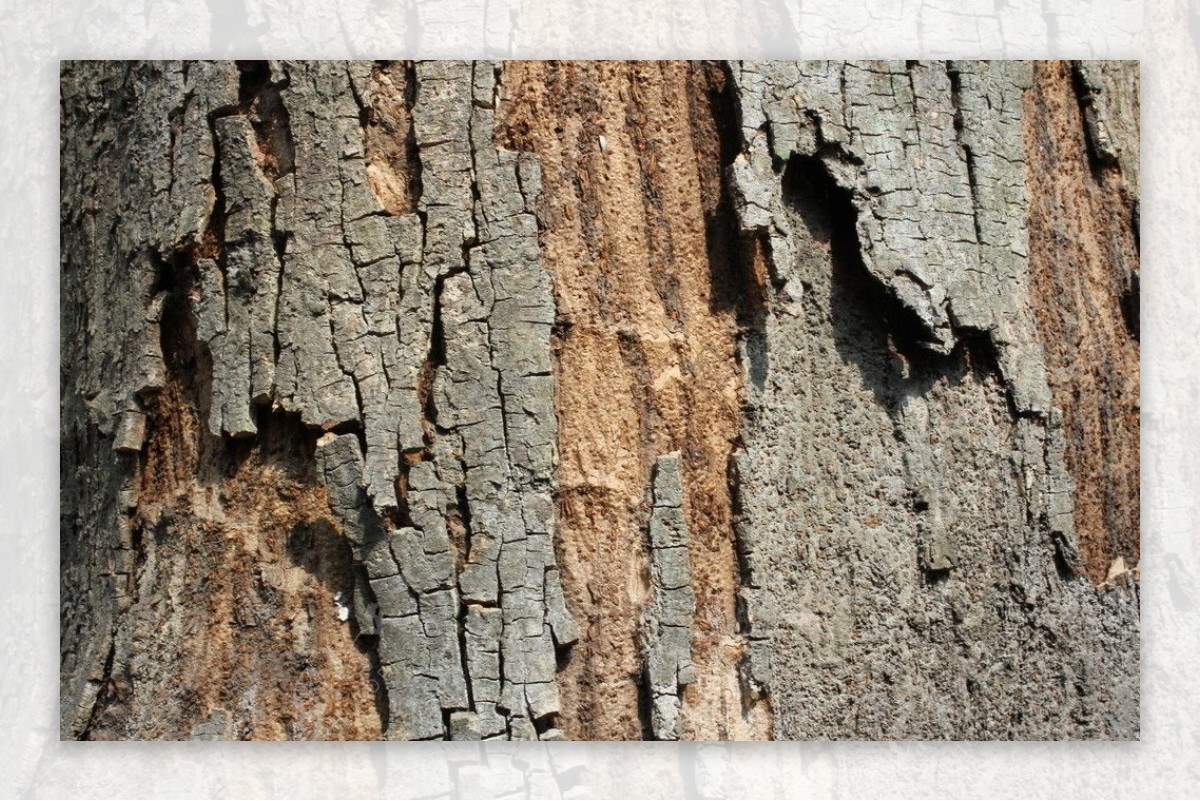 剥落的大树树皮图片
