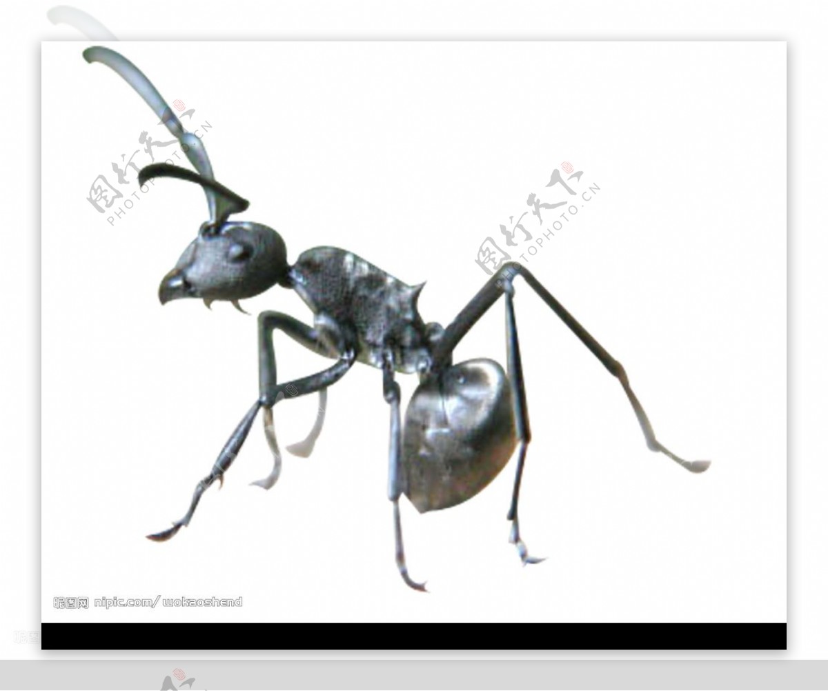 蚂蚁昆虫图片