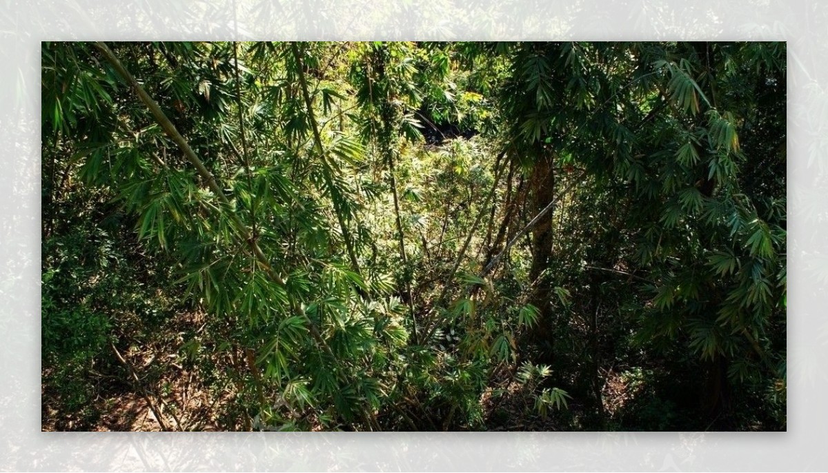 野象谷热带雨林图片