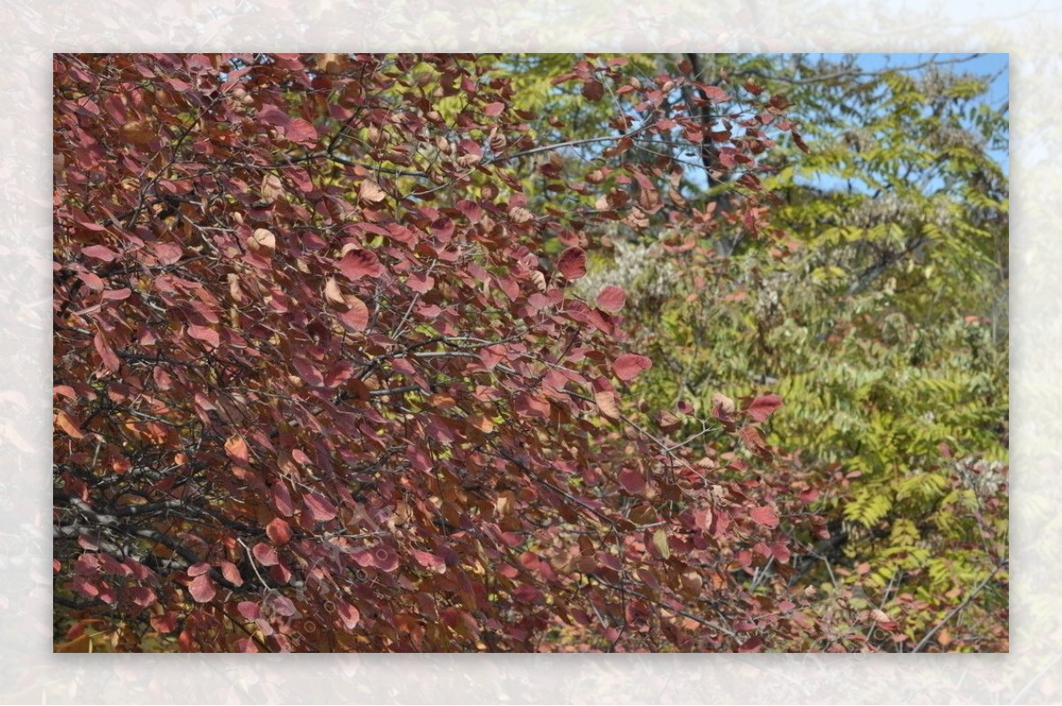 秋之红叶图片