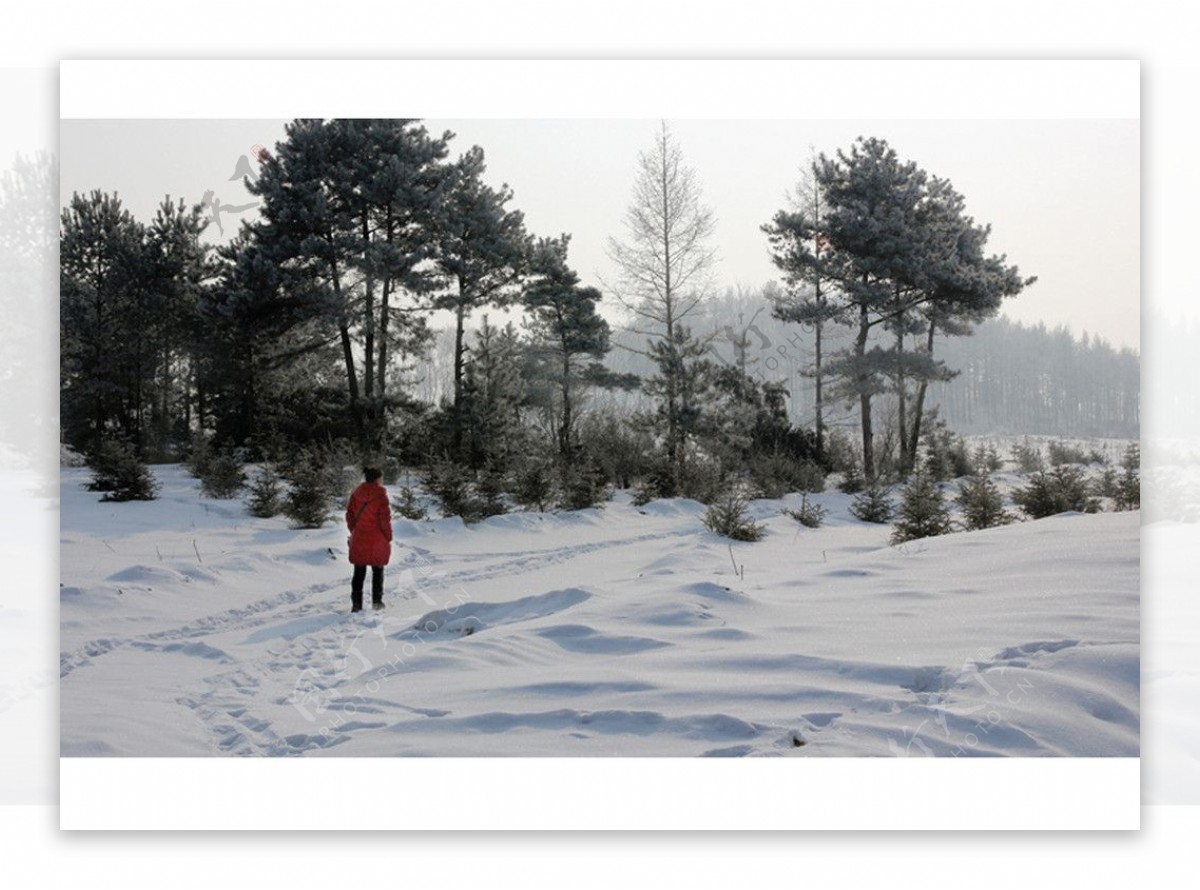 雪野红妆图片