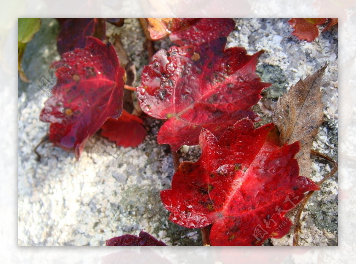 秋叶红叶图片