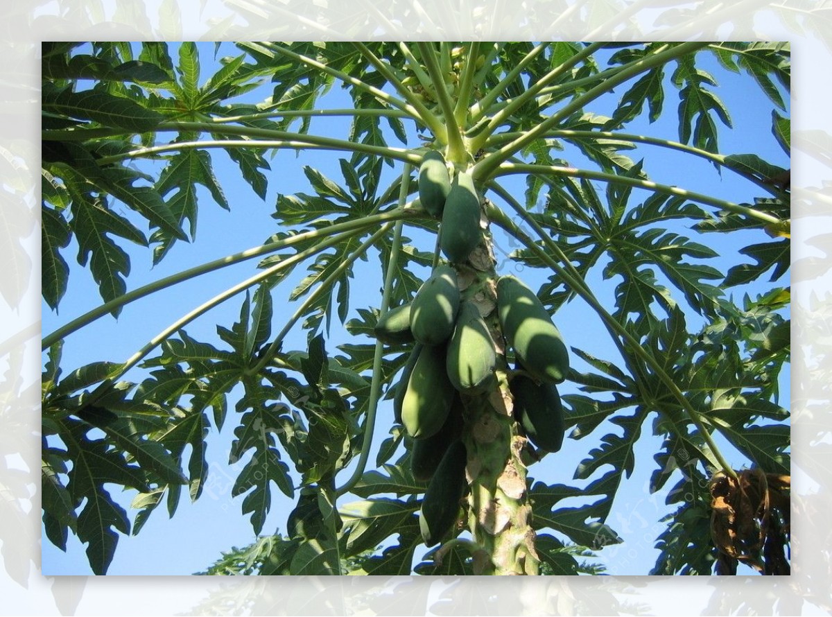 木瓜树图片