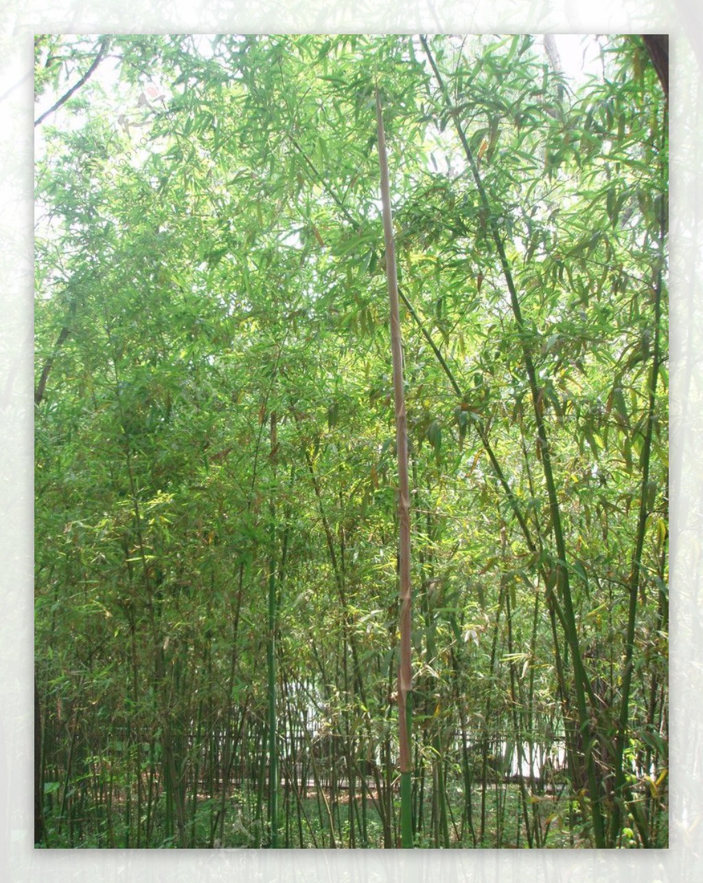 竹林新竹图片