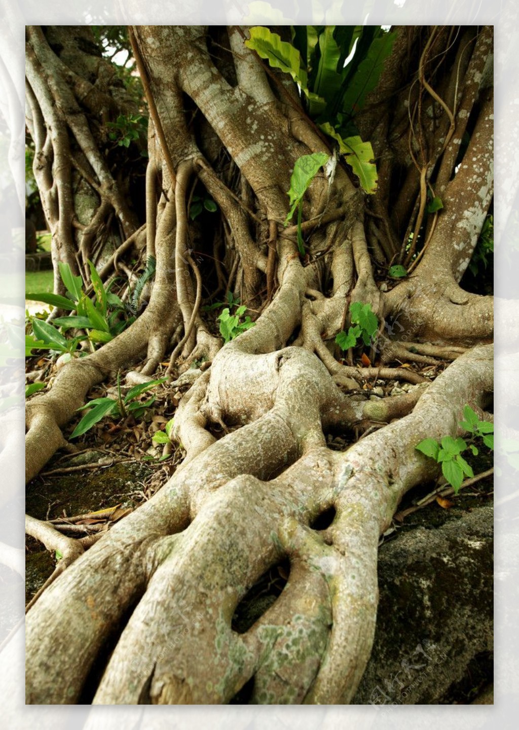 伸展的榕树根图片