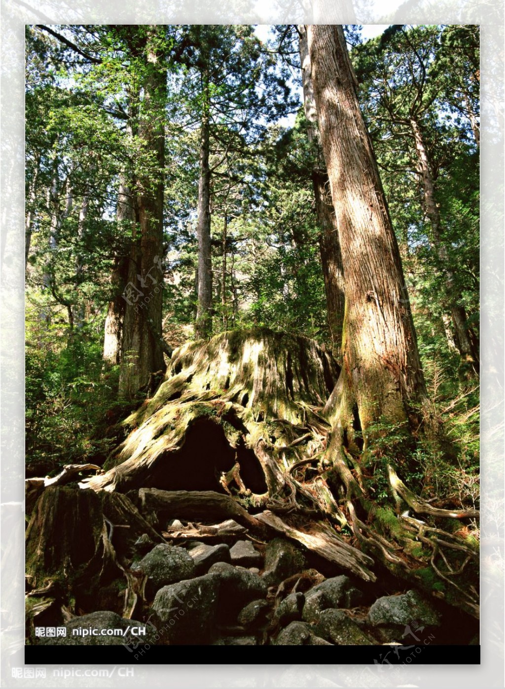 树林老树桩图片