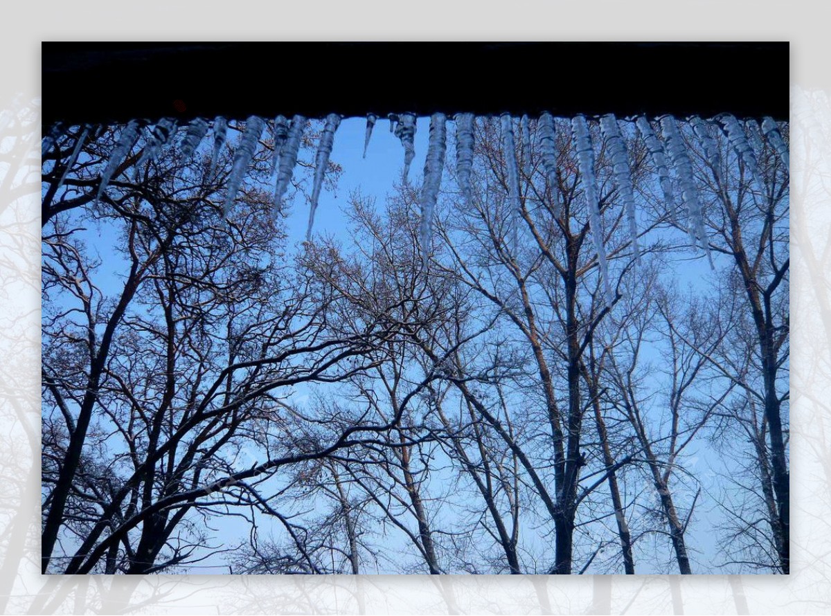 冬天早晨树木图片