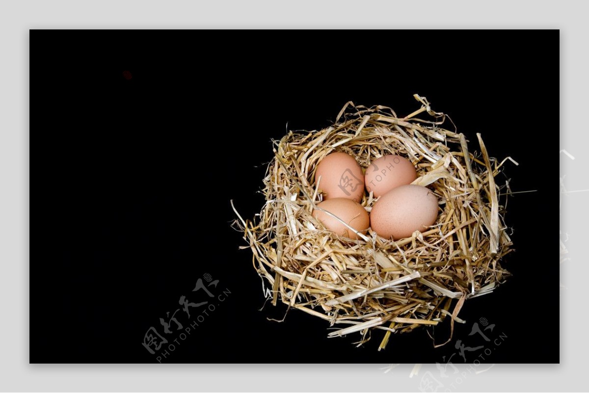鸟窝中的鸡蛋图片