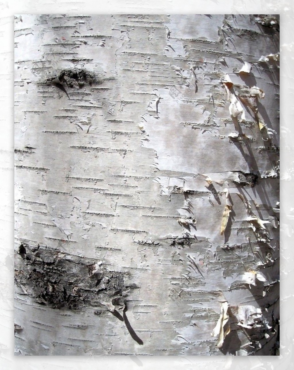 布纹树皮纹理图片