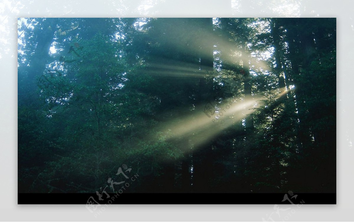 森林里的光线图片